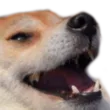 kekDog