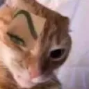 Sus