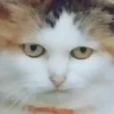 catlook