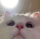 Peek