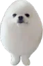 eggdog eggdog