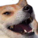 doggokek
