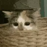 peekingcat
