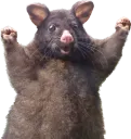 yay
