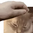 CattoPatto