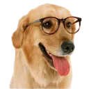 Nerdog
