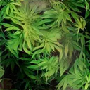 CopeOrWeedBuddy