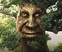 wisetree wisetree