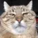 catStare