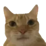 Catstare catstare Discord Emoji