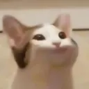 PopCat Discord Emoji