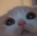 cat_concentrated