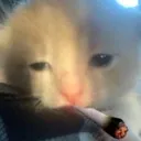 meow_sad_smoke
