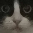 poggystare Discord Emoji