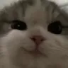 catsmirk