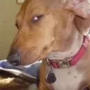 susdawg