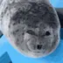 sillyseal