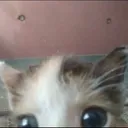 kmm_catpeek kmm_catpeek