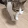 Catiskil