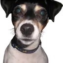 Rosie