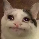 sadcat