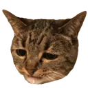 saddestcat saddestcat