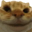 Sisi