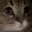 meow