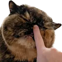 boop