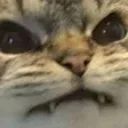 angykity angykity