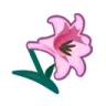 hybridflowers
