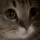 meow meow