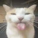 bleeh