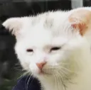 tiredcat