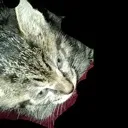 dtbsmadcat Discord Emoji