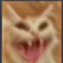 cat_aaaa