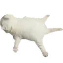 splat
