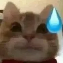 cat_sweat
