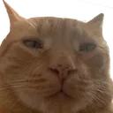 Cat_Tired