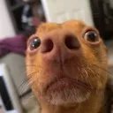 Scareddog Discord Emoji