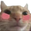 Cat Blush CatBlush Discord Emoji