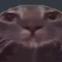 epic_cat