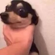 B_doge Discord emoji