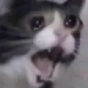 catcat