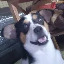 RockyStare