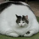 fatcat