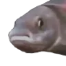 PauseFish