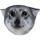 saddog