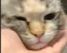 babsmush babsmush