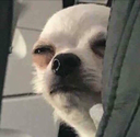B_yaragel Discord emoji